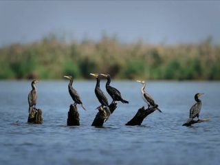 گزارش‌ها از «ساخت شبانه پروژه پتروشیمی میانکاله» با وجود ممنوعیت قضایی