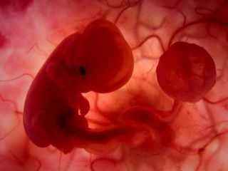 نگه‌داری بیش از یک میلیون جنین یخ‌زده انسان در اسرائیل