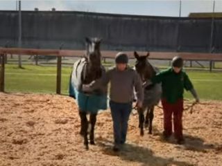 کمک به بازگشت زندانیان به جامعه : افتتاح اولین مرکز نگهداری و پرورش اسب در زندان های اروپا