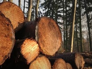 بازداشت رئیس منابع طبیعی گالیکش به اتهام «تخریب محیط زیست»