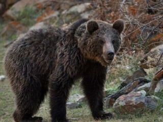 کشته شدن یک خرس در نمین اردبیل بر اثر ضرب و جرح شدید