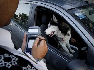 پلیس راهور: جریمه سگ‌گردانی و مشروب‌خواری کم است