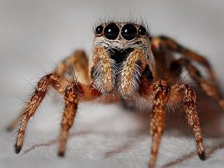 از داروی فشار خون تا درمان اختلال جنسی؛ زهر جانوران چگونه به خدمت بشر درآمد؟