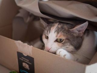 گربه‌ای که اشتباهی در بسته مرجوعی پست شد