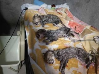 کالبد شکافی توله یوز تلف‌شده در آشپزخانه + ویدیو و عکس