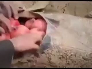 روش دیدنی کشاورز اهل حلبچه عراق برای تازه نگه داشتن انارها