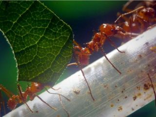 محققان فرانسوی می گویند مورچه‌ها قادر به بو کشیدن سلولهای سرطانی هستند