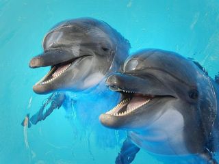 دانشمندان: دلفین‌ها همدیگر را از طریق «طعم ادرار» تشخیص می‌‌دهند