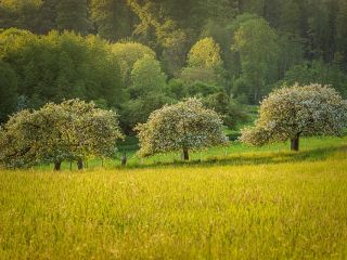 فال روز چهارشنبه ۲۵ می - ۴ خرداد