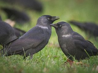 کلاغ ها از نوعی دموکراسی پیروی می کنند و برای زمان پرواز رای گیری می کنند