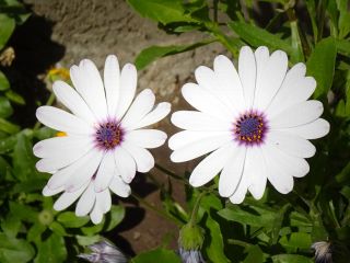 فال روز سه شنبه ۷ جون - ۱۷ خرداد