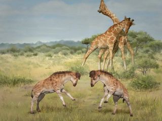 چرا گردن زرافه‌ها دراز شد