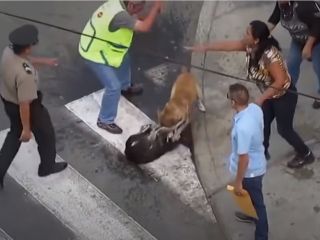 تلاش برای جدا کردن دو سگ در حال جدال با شوکر و اسپری فلفل! - ویدیو