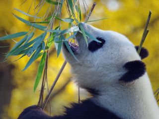 چرا پانداها گیاهخوار شدند؟