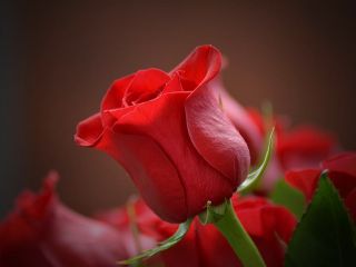 فال روز سه شنبه ۹ آگوست - ۱۸ مرداد