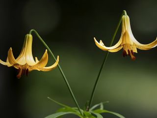 فال روز یکشنبه ۲۱ آگوست - ۳۰ مرداد