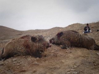 شیوع عجیب گرازخوری در برخی مناطق ایران!/ شکارچی: رستوران‌ها از ما گوشت گراز می‌خرند