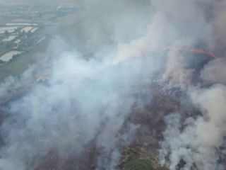 آتش در تالاب انزلی؛ عامل این حریق عمدی دستگیر شد