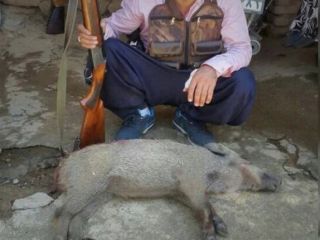 سازمان حفاظت محیط زیست استفاده موردی از گوشت گراز در رستوران‌ها را تایید کرد