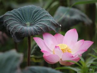 فال روز سه شنبه ۱۱ اکتبر - ۱۹ مهر