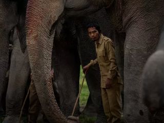 عملیات قصاص؛ ۴۴ فیل به جان کشاورز هندی افتادند