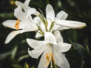 فال روز پنجشنبه ۳ نوامبر - ۱۲ آبان