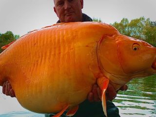 صید تصادفی ماهی قرمز ۳۰ کیلوگرمی در فرانسه