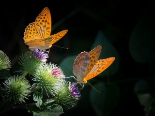 فال روز جمعه ۹ دسامبر - ۱۸ آذر