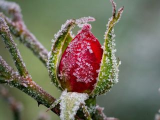 فال روز جمعه ۶ ژانویه - ۱۶ دی