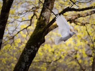 فال روز پنجشنبه ۳۰ مارچ - ۱۰ فروردین