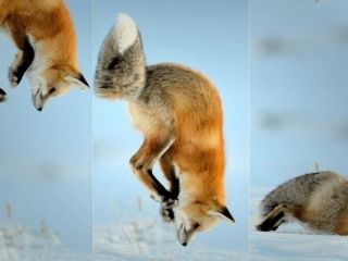 ویدیویی تماشایی از نحوه شکار موش‌های صحرایی در برف توسط روباه قرمز