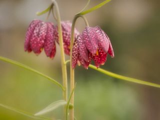 فال روز سه شنبه ۲ می - ۱۲ اردیبهشت