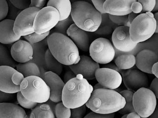 معکوس کردن روند پیری؛ دانشمندان طول عمر میکروب‌های مخمر آبجو را ۸۰ درصد افزایش دادند