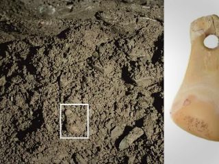 کشف اولین مورد دی‌ان‌ای انسان ماقبل تاریخ از دندان گوزن ۲۰ هزار ساله