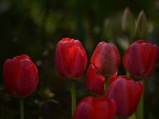 فال روز دوشنبه ۸ می - ۱۸ اردیبهشت