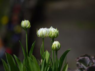 فال روز چهارشنبه ۱۰ می - ۲۰ اردیبهشت