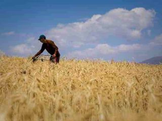 باز شدن پای عراقی ها به بازار گندم کشاورزان ایرانی؛ایران ۱۵ هزار تومان میخرد دلالان عراقی ۳۰ هزار تومان