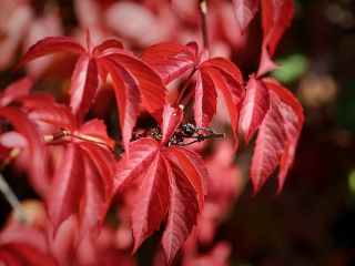 فال روز چهارشنبه ۷ ژوئن - ۱۷ خرداد