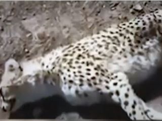 قتل‌گاه یوزپلنگ ایرانی همچنان قربانی می‌گیرد