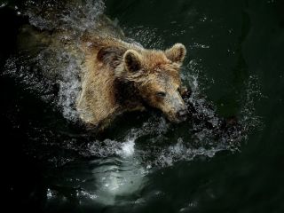 درخواست دادگاه تجدیدنظر برای خرس محکوم به اعدام
