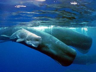 کشف «طلای شناور» نیم میلیون یورویی در روده نهنگ مرده