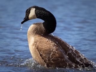 فال روز شنبه ۸ جولای - ۱۷ تیر