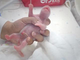 موج شادمانی در کره‌جنوبی از به دنیا آمدن پانداهای دوقلو …