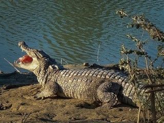 افزایش خطر حمله گاندوها به مردم در پی وقوع سیل در سیستان و بلوچستان