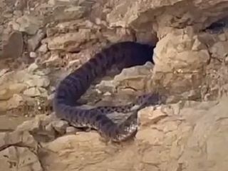 دیده شدن یک مار عظیم الجثه در نزدیکی کوه «اوز» در مناطق نفتی استان فارس