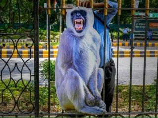 اجلاس گروه ۲۰؛ تلاش دهلی نو برای ترساندن میمون‌ها از نزدیک شدن به محل نشست