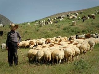 دامداری که سال گذشته پیش‌بینی‌اش برای قیمت گوشت در سال بعد درست از آب درآمد