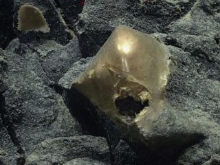 (ویدیو) حیرت دانشمندان از کشف تخم طلایی اسرارآمیز در اعماق اقیانوس