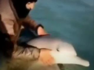 ماهیگیر بوشهری با پاره کردن تورماهیگیری خود دلفین خلیج‌فارس را آزاد کرد