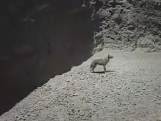 نجات یک حیوان گرفتار شده در چاله ای در بیابان توسط یک هموطن مهربان